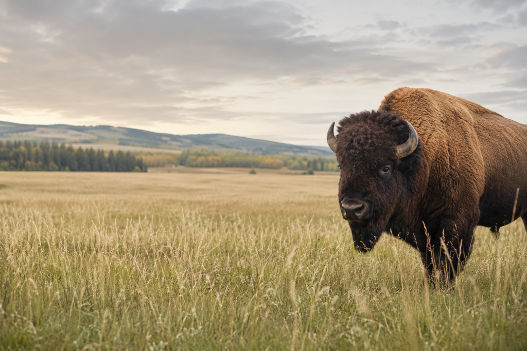 Bison in pasture